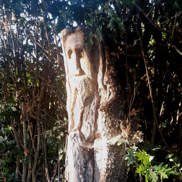 roble celta