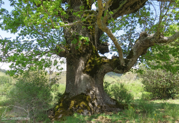 roble_Montacedo